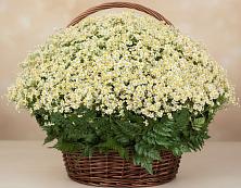 Цветочная композиция из Ромашки в корзине #REPLACE_PRED# Любытино