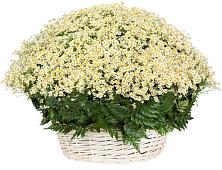 Цветочная композиция из Ромашки в корзине #REPLACE_PRED# Любытино